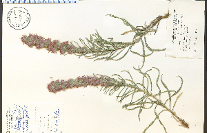  (Liatris punctata - 33282HIM)  @11 [ ] CreativeCommons - Attribution Non-Commercial Share-Alike (2012) University of Guelph, Canada OAC-BIO Herbarium