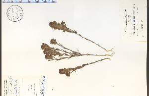  (Orthocarpus tenuifolius - 33435HIM)  @11 [ ] CreativeCommons - Attribution Non-Commercial Share-Alike (2012) University of Guelph, Canada OAC-BIO Herbarium