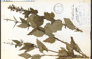  ( - 35036HIM)  @11 [ ] CreativeCommons - Attribution Non-Commercial Share-Alike (2012) University of Guelph, Canada OAC-BIO Herbarium