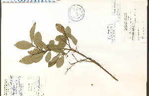  (Vaccinium pallidum - 35209HIM)  @11 [ ] CreativeCommons - Attribution Non-Commercial Share-Alike (2012) University of Guelph, Canada OAC-BIO Herbarium