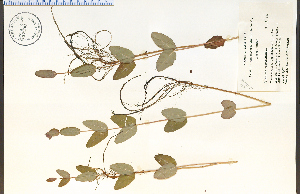  ( - 37930HIM)  @11 [ ] CreativeCommons - Attribution Non-Commercial Share-Alike (2012) University of Guelph, Canada OAC-BIO Herbarium