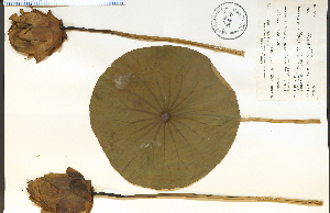  ( - 38108HIM)  @11 [ ] CreativeCommons - Attribution Non-Commercial Share-Alike (2012) University of Guelph, Canada OAC-BIO Herbarium