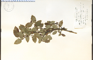  (Amelanchier intermedia - 38371HIM)  @11 [ ] CreativeCommons - Attribution Non-Commercial Share-Alike (2012) University of Guelph, Canada OAC-BIO Herbarium