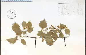  (Crataegus suborbiculata - 38595HIM)  @11 [ ] CreativeCommons - Attribution Non-Commercial Share-Alike (2012) University of Guelph, Canada OAC-BIO Herbarium