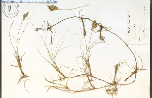  (Carex douglasii - 38652HIM)  @11 [ ] CreativeCommons - Attribution Non-Commercial Share-Alike (2012) University of Guelph, Canada OAC-BIO Herbarium