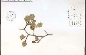  (Crataegus brainerdii - 38674HIM)  @11 [ ] CreativeCommons - Attribution Non-Commercial Share-Alike (2012) University of Guelph, Canada OAC-BIO Herbarium