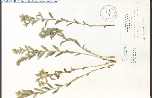  ( - 39799HIM)  @11 [ ] CreativeCommons - Attribution Non-Commercial Share-Alike (2012) University of Guelph, Canada OAC-BIO Herbarium