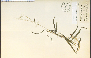  (Muhlenbergia tenuiflora - 3829HIM)  @11 [ ] CreativeCommons - Attribution Non-Commercial Share-Alike (2012) University of Guelph, Canada OAC-BIO Herbarium