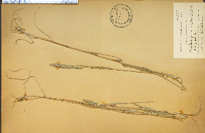  (Muhlenbergia racemosa - 3840HIM)  @11 [ ] CreativeCommons - Attribution Non-Commercial Share-Alike (2012) University of Guelph, Canada OAC-BIO Herbarium