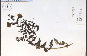  ( - 42778HIM)  @11 [ ] CreativeCommons - Attribution Non-Commercial Share-Alike (2012) University of Guelph, Canada OAC-BIO Herbarium