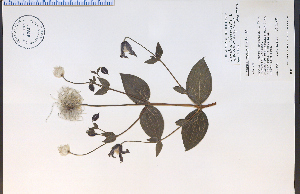  (Clematis integrifolia - 42804HIM)  @11 [ ] CreativeCommons - Attribution Non-Commercial Share-Alike (2012) University of Guelph, Canada OAC-BIO Herbarium