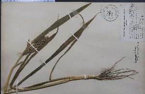  (Echinochloa frumentacea - 4101HIM)  @11 [ ] CreativeCommons - Attribution Non-Commercial Share-Alike (2012) University of Guelph, Canada OAC-BIO Herbarium