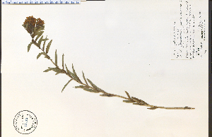  ( - 43718HIM)  @11 [ ] CreativeCommons - Attribution Non-Commercial Share-Alike (2012) University of Guelph, Canada OAC-BIO Herbarium