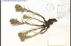  ( - 44413HIM)  @11 [ ] CreativeCommons - Attribution Non-Commercial Share-Alike (2012) University of Guelph, Canada OAC-BIO Herbarium