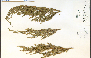  (Juniperus sabina - 44809HIM)  @11 [ ] CreativeCommons - Attribution Non-Commercial Share-Alike (2012) University of Guelph, Canada OAC-BIO Herbarium