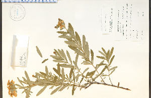  (Hypericum prolificum - 45005HIM)  @11 [ ] CreativeCommons - Attribution Non-Commercial Share-Alike (2012) University of Guelph, Canada OAC-BIO Herbarium
