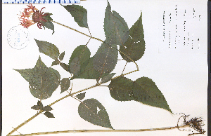  (Monarda didyma - 45154HIM)  @11 [ ] CreativeCommons - Attribution Non-Commercial Share-Alike (2012) University of Guelph, Canada OAC-BIO Herbarium