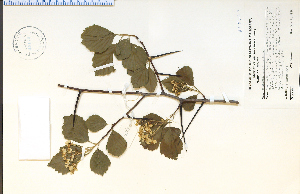  (Crataegus succulenta - 45175HIM)  @11 [ ] CreativeCommons - Attribution Non-Commercial Share-Alike (2012) University of Guelph, Canada OAC-BIO Herbarium