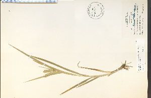  (Carex schweinitzii - 4452HIM)  @11 [ ] CreativeCommons - Attribution Non-Commercial Share-Alike (2012) University of Guelph, Canada OAC-BIO Herbarium