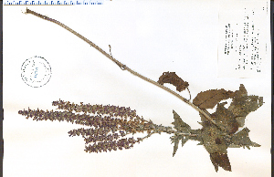  (Salvia nemorosa - 46370HIM)  @11 [ ] CreativeCommons - Attribution Non-Commercial Share-Alike (2012) University of Guelph, Canada OAC-BIO Herbarium