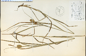  (Carex squarrosa - 4574HIM)  @11 [ ] CreativeCommons - Attribution Non-Commercial Share-Alike (2012) University of Guelph, Canada OAC-BIO Herbarium