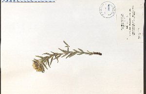 ( - 47685HIM)  @11 [ ] CreativeCommons - Attribution Non-Commercial Share-Alike (2012) University of Guelph, Canada OAC-BIO Herbarium