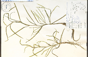  (Heteranthera dubia - 48676HIM)  @11 [ ] CreativeCommons - Attribution Non-Commercial Share-Alike (2012) University of Guelph, Canada OAC-BIO Herbarium