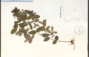  ( - 49189HIM)  @11 [ ] CreativeCommons - Attribution Non-Commercial Share-Alike (2012) University of Guelph, Canada OAC-BIO Herbarium