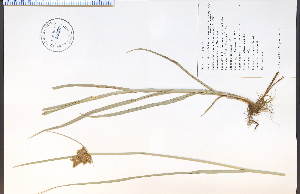  (Bolboschoenus maritimus ssp paludosus - 49307HIM)  @11 [ ] CreativeCommons - Attribution Non-Commercial Share-Alike (2012) University of Guelph, Canada OAC-BIO Herbarium
