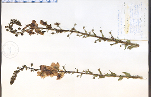  (Verbascum blattaria - 52960HIM)  @11 [ ] CreativeCommons - Attribution Non-Commercial Share-Alike (2012) University of Guelph, Canada OAC-BIO Herbarium