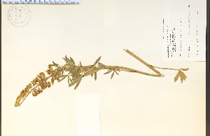  (Lupinus sulphureus - 53498HIM)  @11 [ ] CreativeCommons - Attribution Non-Commercial Share-Alike (2012) University of Guelph, Canada OAC-BIO Herbarium