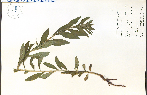  ( - 57604HIM)  @11 [ ] CreativeCommons - Attribution Non-Commercial Share-Alike (2012) University of Guelph, Canada OAC-BIO Herbarium