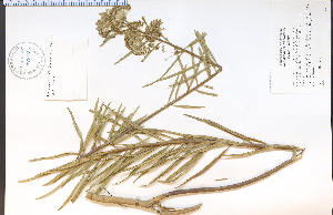  (Asclepias hirtella - 57819HIM)  @13 [ ] CreativeCommons - Attribution Non-Commercial Share-Alike (2012) University of Guelph, Canada OAC-BIO Herbarium