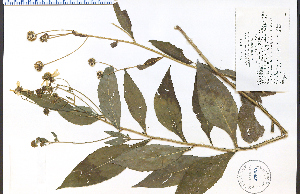  (Verbesina alternifolia - 57905HIM)  @11 [ ] CreativeCommons - Attribution Non-Commercial Share-Alike (2012) University of Guelph, Canada OAC-BIO Herbarium