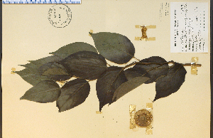  (Maclura pomifera - 6318HIM)  @11 [ ] CreativeCommons - Attribution Non-Commercial Share-Alike (2012) University of Guelph, Canada OAC-BIO Herbarium