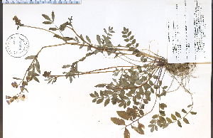  (Polemonium reptans - 62171HIM)  @11 [ ] CreativeCommons - Attribution Non-Commercial Share-Alike (2012) University of Guelph, Canada OAC-BIO Herbarium