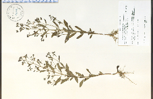  (Trichostema dichotomum - 64495HIM)  @11 [ ] CreativeCommons - Attribution Non-Commercial Share-Alike (2012) University of Guelph, Canada OAC-BIO Herbarium
