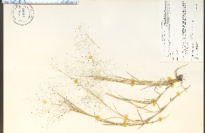  (Muhlenbergia asperifolia - 64856HIM)  @11 [ ] CreativeCommons - Attribution Non-Commercial Share-Alike (2012) University of Guelph, Canada OAC-BIO Herbarium