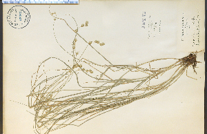  (Carex straminea - 65382HIM)  @11 [ ] CreativeCommons - Attribution Non-Commercial Share-Alike (2012) University of Guelph, Canada OAC-BIO Herbarium