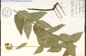  ( - 66816HIM)  @11 [ ] CreativeCommons - Attribution Non-Commercial Share-Alike (2012) University of Guelph, Canada OAC-BIO Herbarium