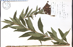  (Vernonia gigantea - 67383HIM)  @11 [ ] CreativeCommons - Attribution Non-Commercial Share-Alike (2012) University of Guelph, Canada OAC-BIO Herbarium