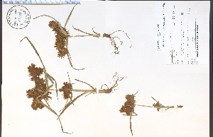  (Cyperus odoratus - 67721HIM)  @11 [ ] CreativeCommons - Attribution Non-Commercial Share-Alike (2012) University of Guelph, Canada OAC-BIO Herbarium
