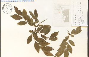  ( - 68169HIM)  @11 [ ] CreativeCommons - Attribution Non-Commercial Share-Alike (2012) University of Guelph, Canada OAC-BIO Herbarium