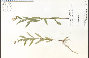  (Physostegia virginiana - 69409HIM)  @11 [ ] CreativeCommons - Attribution Non-Commercial Share-Alike (2012) University of Guelph, Canada OAC-BIO Herbarium