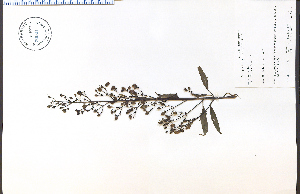  ( - 70001HIM)  @11 [ ] CreativeCommons - Attribution Non-Commercial Share-Alike (2012) University of Guelph, Canada OAC-BIO Herbarium