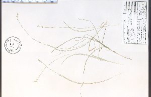  (Carex radiata - 71285HIM)  @11 [ ] CreativeCommons - Attribution Non-Commercial Share-Alike (2012) University of Guelph, Canada OAC-BIO Herbarium