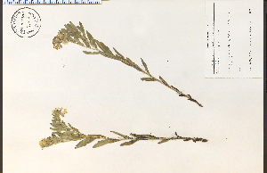  ( - 71402HIM)  @11 [ ] CreativeCommons - Attribution Non-Commercial Share-Alike (2012) University of Guelph, Canada OAC-BIO Herbarium