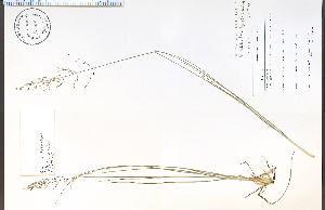  (Sporobolus heterolepis - 72008HIM)  @11 [ ] CreativeCommons - Attribution Non-Commercial Share-Alike (2012) University of Guelph, Canada OAC-BIO Herbarium