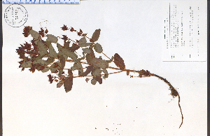  ( - 72154HIM)  @11 [ ] CreativeCommons - Attribution Non-Commercial Share-Alike (2012) University of Guelph, Canada OAC-BIO Herbarium