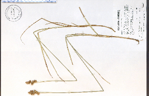  (Carex cumulata - 72264HIM)  @11 [ ] CreativeCommons - Attribution Non-Commercial Share-Alike (2012) University of Guelph, Canada OAC-BIO Herbarium